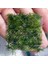 İthal Bitki Christmas Moss Yeni Sarım Canlı Bitki 5x5 cm 3