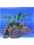 Anubias Minima Canlı Bitki 1