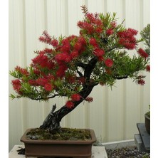 Serdar Çam Tohumculuk Nadir Ithal Callistemon Bonsai Ağacı Tohumu Ekim Seti