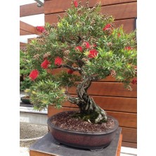 Serdar Çam Tohumculuk Nadir Ithal Callistemon Bonsai Ağacı Tohumu Ekim Seti