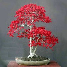 Serdar Çam Tohumculuk Ithal Acer Rubrum Bonsai Ağacı Tohumu Ekim Seti