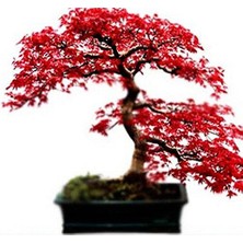 Serdar Çam Tohumculuk Ithal Acer Rubrum Bonsai Ağacı Tohumu Ekim Seti