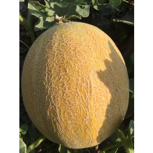 The Best Online Balıkesir Tohumculuk Ananas Kavun Tohumu, 25 Gr.