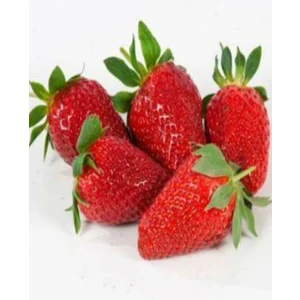 Mert Tarım 50 Adet  Portola Çilek Fidesi Fidanı Açık Köklü Yediveren