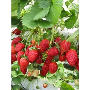 Fide Marketim Fide Market 25 Adet Camuruel Çilek Fidesi Fidanı Açık Köklü Yediveren