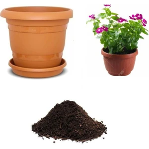 Serdar Çam Tohumculuk Ithal Pervane Çiçeği Tohumu Ekim Seti