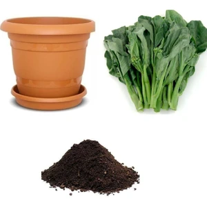 Serdar Çam Tohumculuk Nadir Çin Brokoli Tohumu Ekim Seti