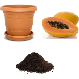 Serdar Çam Tohumculuk Tropikal Papaya Ağacı Tohumu Ekim Seti