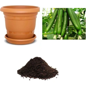 Serdar Çam Tohumculuk Erkenci Sırık Salatalık Tohumu Ekim Seti