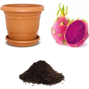 Serdar Çam Tohumculuk Tropikal Kırmızı Pitaya Tohumu Ekim Seti