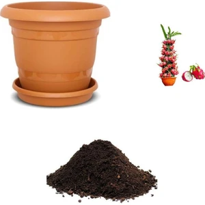 Serdar Çam Tohumculuk Tropikal Saksılık Ejder Meyvesi Tohumu Ekim Seti