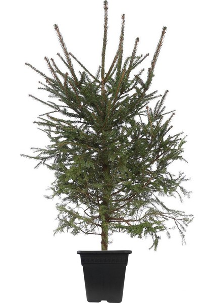 Yeşil Ladin Çam Fidanı 70-90 cm (Tüplü))