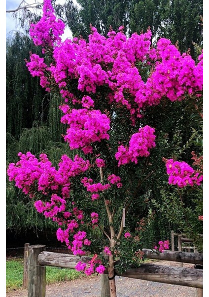 Mor Oya Ağacı Hint Leylağı Yavru Fidan 50-80CM