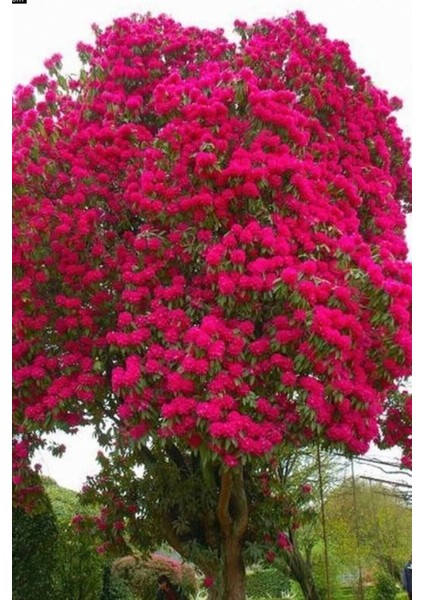 Kırmızı Oya Ağacı Fidanı 1. Kalite 60 90 cm