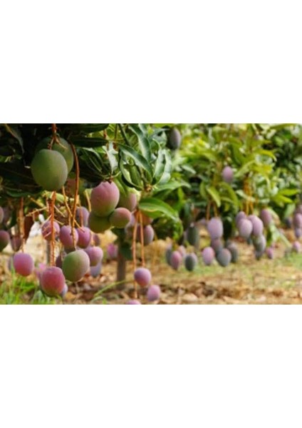 Tüplü Mango Fidanı fiyatları