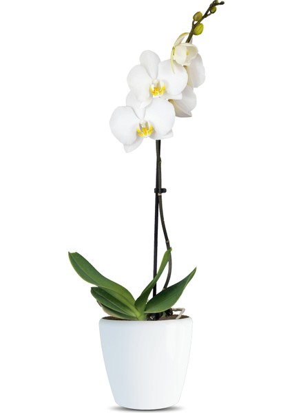 Phalaenopsis Liona Tek Dallı Beyaz Orkide