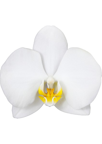 Phalaenopsis Liona Tek Dallı Beyaz Orkide fiyatları