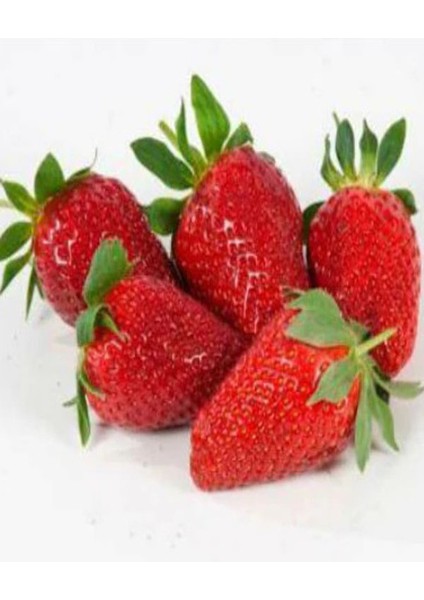 Fide Market 50 Adet Camarosa Çilek Fidesi Fidanı Açık Köklü Yediveren