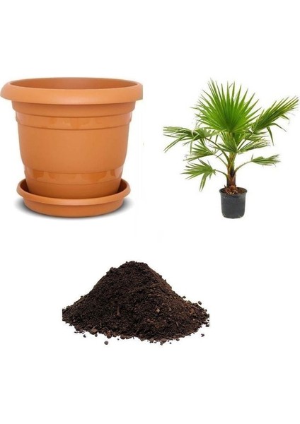 Washingtonia Robusta Palmiye Ağacı Tohumu Ekim Seti