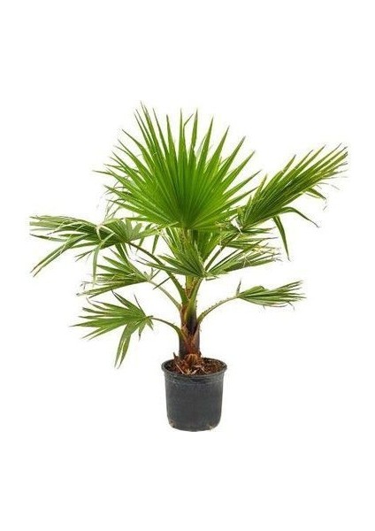 Washingtonia Robusta Palmiye Ağacı Tohumu Ekim Seti fiyatları