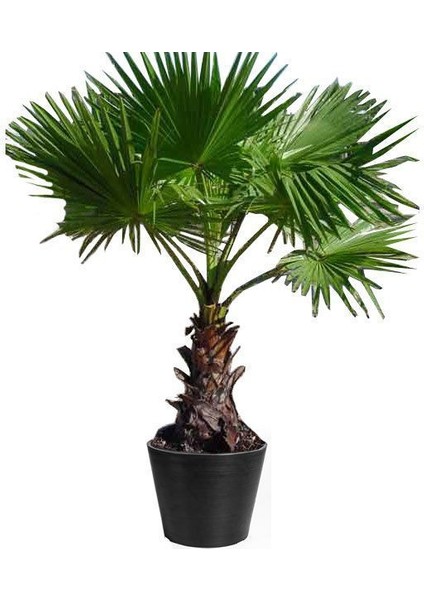 Washingtonia Robusta Palmiye Ağacı Tohumu Ekim Seti modelleri