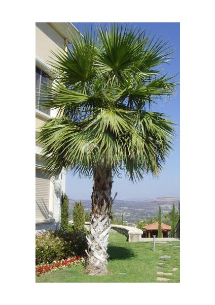 Washingtonia Robusta Palmiye Ağacı Tohumu Ekim Seti fırsatları