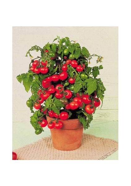 Cherry Saksılık Domates Tohumu Ekim Seti