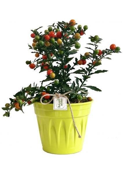 Cherry Saksılık Domates Tohumu Ekim Seti
