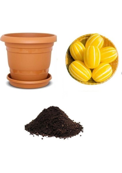 Ithal Mini Saksılık Kore Kavunu Tohumu Ekim Seti
