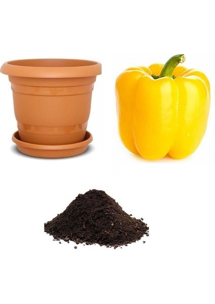 Nadir Dev Sarı Dolmalık Biber Tohumu Ekim Seti