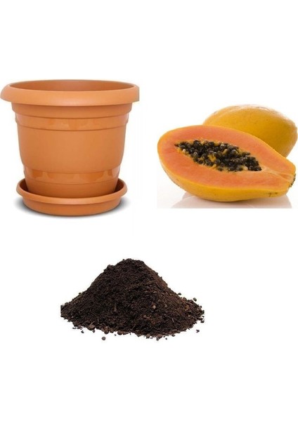 Tropikal Papaya Ağacı Tohumu Ekim Seti