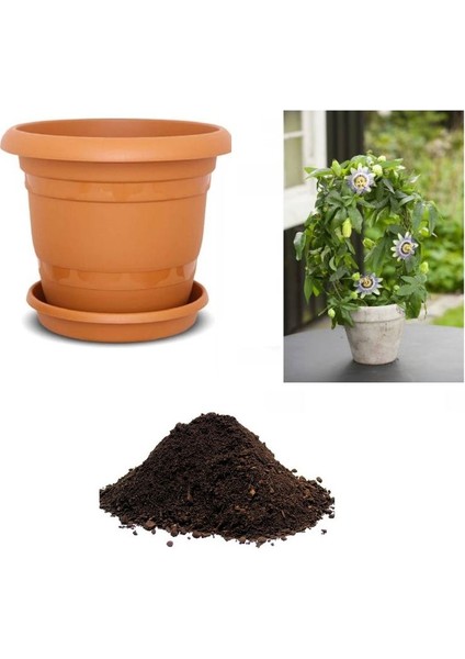 Ithal Passion Meyvesi Tohumu Ekim Seti