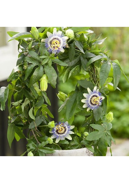 Ithal Passion Meyvesi Tohumu Ekim Seti fiyatları