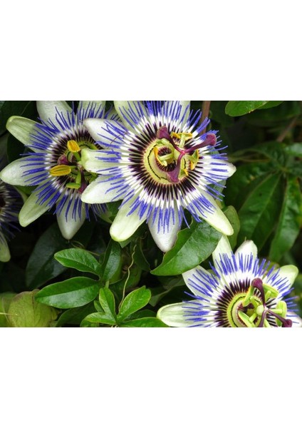 Ithal Passion Meyvesi Tohumu Ekim Seti modelleri