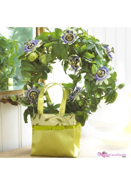 Ithal Passion Meyvesi Tohumu Ekim Seti fırsatları