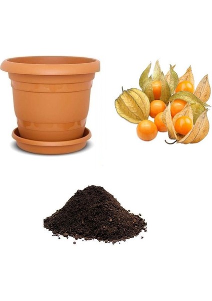Yer Çileği Tohumu Ekim Seti