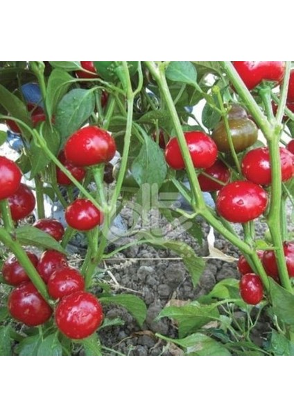 Nadir Tatlı Burkita Biberi Tohumu Ekim Seti fiyatları