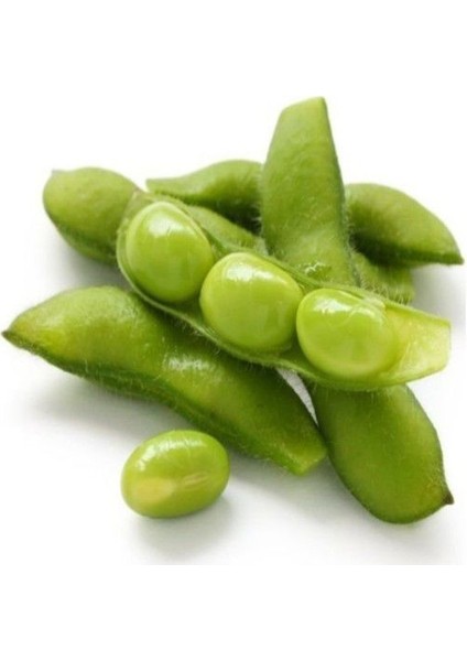 Ithal Mung Bean Fasulye Tohumu Ekim Seti