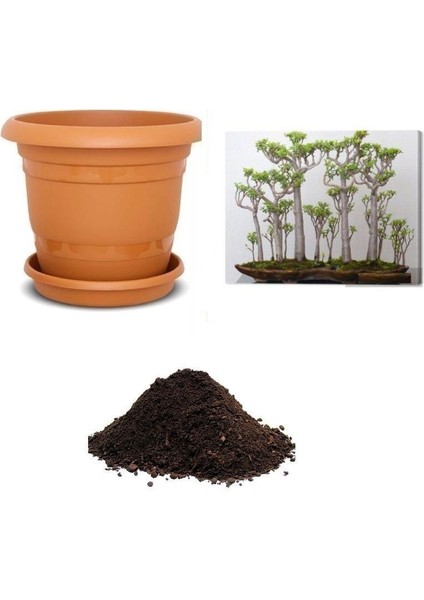 Ithal Japon Kavağı Bonsai Tohumu Ekm Seti