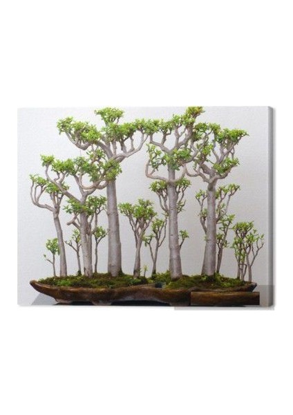 Ithal Japon Kavağı Bonsai Tohumu Ekm Seti fiyatları