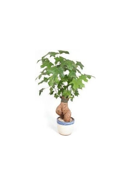 Ithal Japon Kavağı Bonsai Tohumu Ekm Seti modelleri