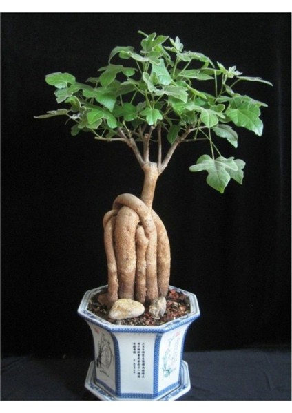 Ithal Japon Kavağı Bonsai Tohumu Ekm Seti fırsatları
