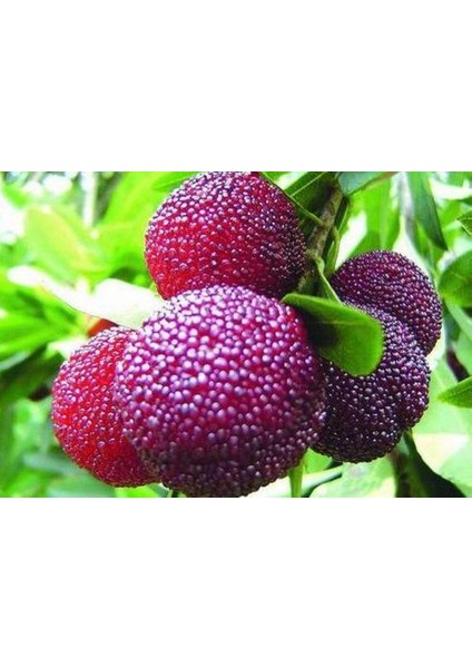 Ithal Tropikal Myrica Rubra Tohumu Ekim Seti fiyatları