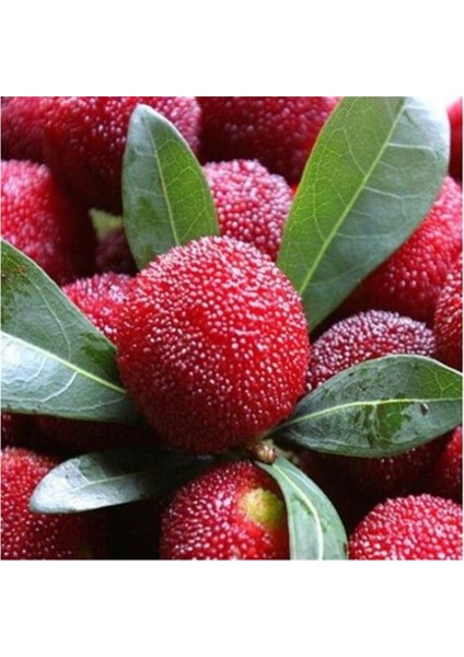Ithal Tropikal Myrica Rubra Tohumu Ekim Seti modelleri