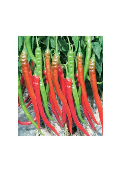 Uzun Kırmızı Tatlı Sivri Biber Tohumu Ekim Seti modelleri