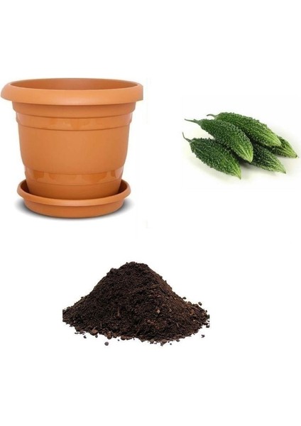 Tropikal Bitter Gourd Meyvesi Tohumu Ekim Seti
