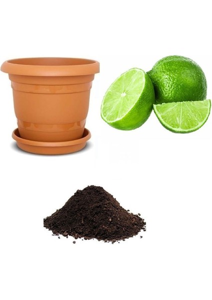Nadir Ithal Misket Limon Ekim Seti