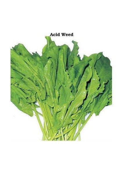 Koç Kulağı Tohumu Ekim Seti fiyatları