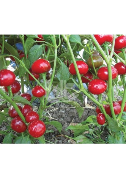 Nadir Acı Yakan Top Süs Biberi Tohumu Ekim Seti modelleri