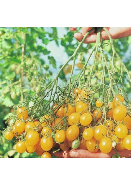 Nadir Ithal Cherry Sarı Domates Tohumu Ekim Seti